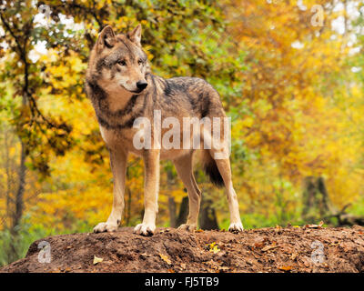 Europäische graue Wolf (Canis Lupus Lupus), Wolf im herbstlichen Wälder, Deutschland, Bayern Stockfoto