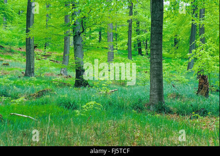 Rotbuche (Fagus Sylvatica), Wald im Frühjahr, Deutschland, Rheinland-Pfalz, Eifel Stockfoto