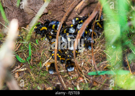 Buff-tailed Bumble Bee (Bombus Terrestris), zerstört Nest von Buff-tailed Hummeln, Deutschland, Mecklenburg-Vorpommern Stockfoto