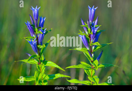 Weide Enzian (Gentiana Asclepiadea), Blütenstand, Oberbayern, Oberbayern, Bayern, Deutschland Stockfoto