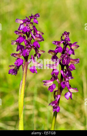 Green-winged Orchid, Green-veined Orchid (Orchis Morio, Anacamptis Morio), Blütenstände, Deutschland Stockfoto
