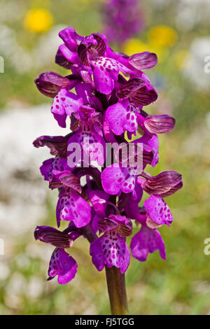Green-winged Orchid, Green-veined Orchid (Orchis Morio, Anacamptis Morio), Blütenstand, Deutschland Stockfoto