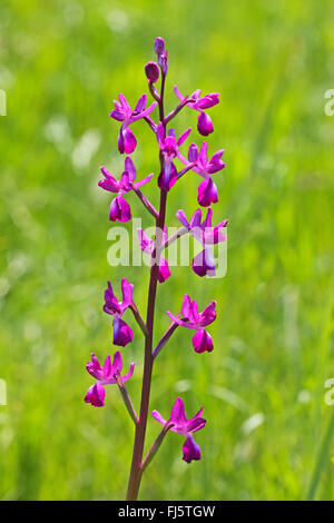 Lax-blühende Orchidee, Loose-Flowered Orchidee, Green-winged Orchid Wiese (Orchis Laxiflora, Anacamptis Laxiflora), Blütenstand Stockfoto