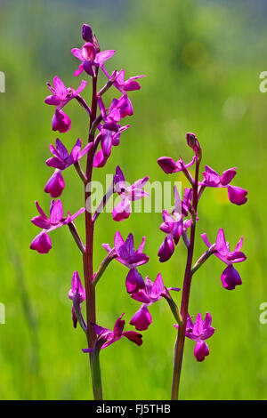 Lax-blühende Orchidee, Loose-Flowered Orchidee, Green-winged Orchid Wiese (Orchis Laxiflora, Anacamptis Laxiflora), Blütenstände Stockfoto