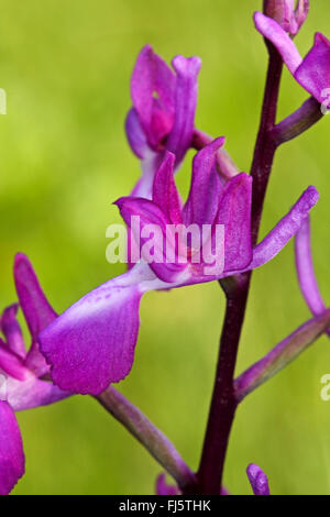 Lax-blühende Orchidee, Loose-Flowered Orchidee, Green-winged Orchid Wiese (Orchis Laxiflora, Anacamptis Laxiflora), Blume Stockfoto