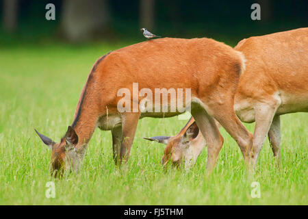 Rothirsch (Cervus Elaphus), zwei grasende Hirsche tut, Deutschland, Bayern Stockfoto