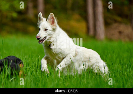 Berger Blanc Suisse (Canis Lupus F. Familiaris), Berger Blanc Suisse laufen auf einer Wiese, Deutschland Stockfoto