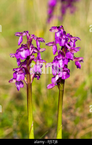 Green-winged Orchid, Green-veined Orchid (Orchis Morio, Anacamptis Morio), Blütenstände, Deutschland Stockfoto