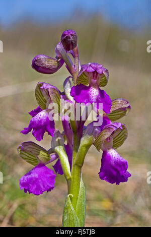 Green-winged Orchid, Green-veined Orchid (Orchis Morio, Anacamptis Morio), Blütenstand, Deutschland Stockfoto