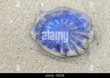 blaue Löwenmähne, Kornblume Quallen (Cyanea Lamarcki, Cyanea Lamarckii), am Strand, Juist, Ostfriesland, Niedersachsen, Deutschland Stockfoto