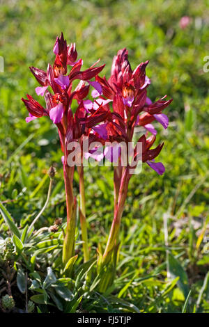 Schmetterling Orchis (Orchis Papilionacea, Anacamptis Papilionacea), blühen Stockfoto