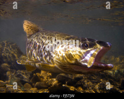 Forelle, Bachforelle, Bach Forelle (Salmo Trutta Fario), in seinem Lebensraum, Deutschland, Baden-Württemberg Stockfoto