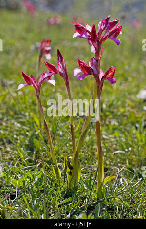 Schmetterling Orchis (Orchis Papilionacea, Anacamptis Papilionacea), blühen Stockfoto