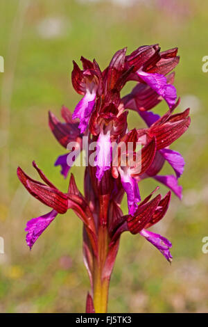 Schmetterling Orchis (Orchis Papilionacea, Anacamptis Papilionacea), Blütenstand Stockfoto