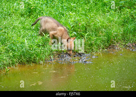 Europäische graue Wolf (Canis Lupus Lupus), ein Wolf Cub auf dem Wasser, Deutschland, Bayern Stockfoto