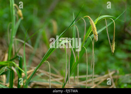 Hängende Segge, Riesen-Segge Grass (Carex Pendel), Blütenstand, Oberbayern, Oberbayern, Bayern, Deutschland Stockfoto