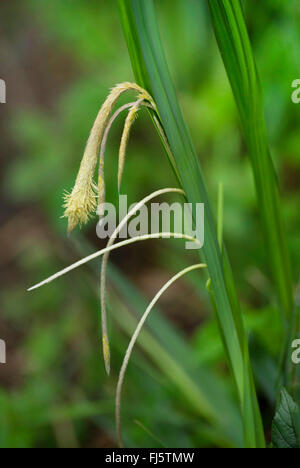 Hängende Segge, Riesen-Segge Grass (Carex Pendel), Blütenstand, Oberbayern, Oberbayern, Bayern, Deutschland Stockfoto