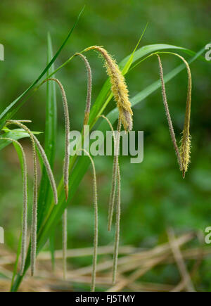 Hängende Segge, Riesen-Segge Grass (Carex Pendel), Blütenstand, Oberbayern, Oberbayern, Bayern, Deutschland Stockfoto