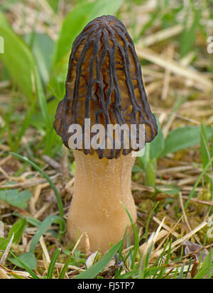 Morcheln (Morchella Conica), Fruchtbildung Körper, Oberbayern, Oberbayern, Bayern, Deutschland Stockfoto