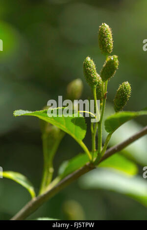 Grün-Erle (Alnus Viridis, Alnus Alnobetula), Zweig mit den Blütenständen, Österreich, Kärnten, Nationalpark Nockberge Stockfoto