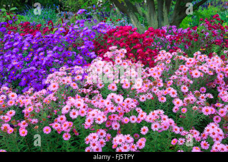 Aster (Aster spec.), verschiedenen Herbst Astern, Deutschland Stockfoto