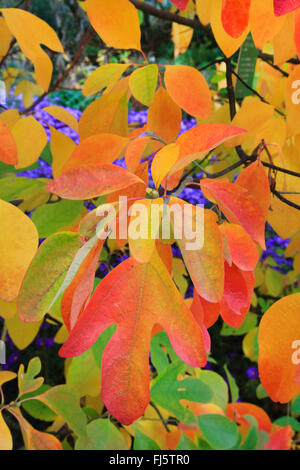 Sassafras (Sassafras Albidum), im Herbst mit Astern, Deutschland Stockfoto