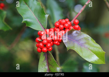 Stechpalme (Ilex Aquifolium), rote Frucht, Nordrhein - Westfalen,  Deutschland Stockfotografie - Alamy
