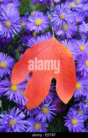 Sassafras (Sassafras Albidum), im Herbst mit Astern, Deutschland Stockfoto