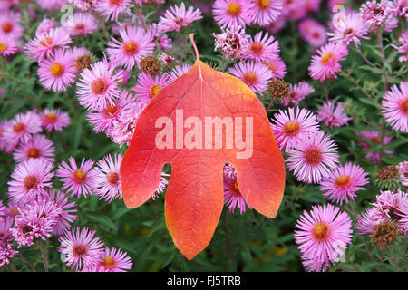 Sassafras (Sassafras Albidum), im Herbst mit Astern, Deutschland Stockfoto