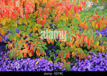 Sassafras (Sassafras Albidum), im Herbst mit Astern, Deutschland Stockfoto