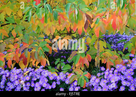 Sassafras (Sassafras Albidum), im Herbst mit Astern, Deutschland Stockfoto