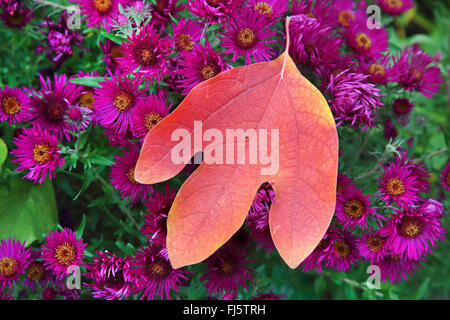 Sassafras (Sassafras Albidum), im Herbst mit Astern, Deutschland Stockfoto