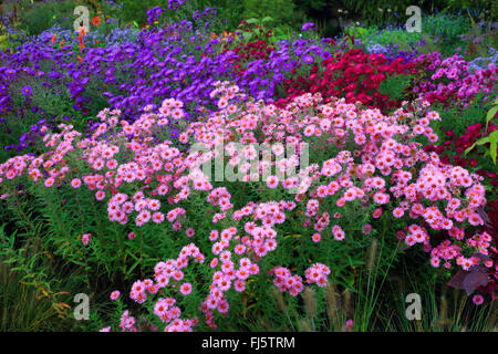 Aster (Aster spec.), verschiedenen Herbst Astern, Deutschland Stockfoto