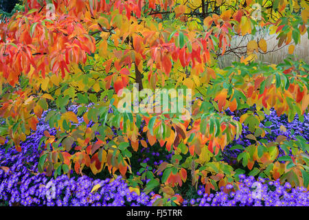 Sassafras (Sassafras Albidum), im Herbst mit Astern, Deutschland Stockfoto