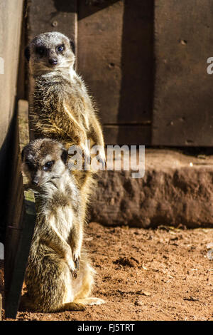 Zwei Erdmännchen (Suricata Suricatta) stehend fotografiert in Gefangenschaft im Vereinigten Königreich Stockfoto