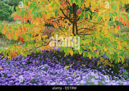 Sassafras (Sassafras Albidum), im Herbst mit Astern, Deutschland Stockfoto