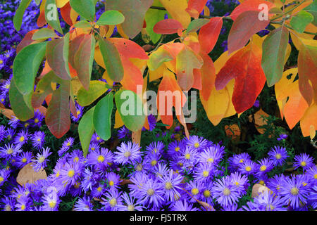 Sassafras (Sassafras Albidum), im Herbst mit Astern, Deutschland Stockfoto