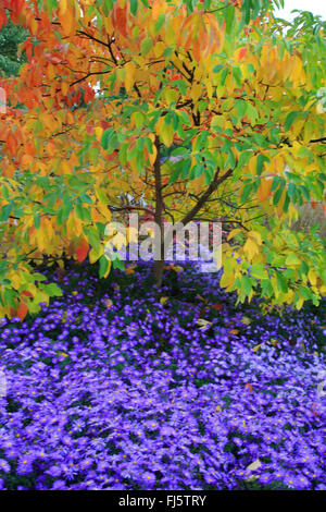 Sassafras (Sassafras Albidum), im Herbst mit Astern, Deutschland Stockfoto