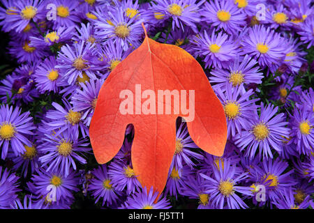 Sassafras (Sassafras Albidum), im Herbst mit Astern, Deutschland Stockfoto