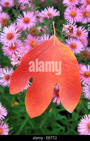 Sassafras (Sassafras Albidum), im Herbst mit Astern, Deutschland Stockfoto