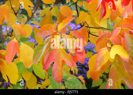 Sassafras (Sassafras Albidum), Blätter im Herbst Stockfoto