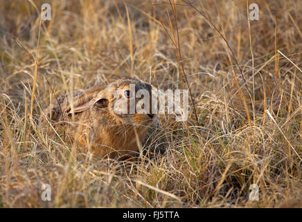 Cape Hase, braune Hasen (Lepus Capensis), gut getarnt in Trockenrasen, Südafrika Stockfoto