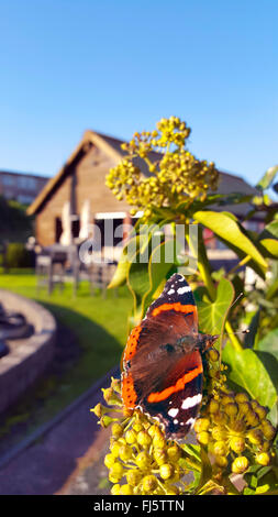 Red Admiral (Vanessa Atalanta, Pyrameis Atalanta), saugt Nektar aus Efeu Blüten, Niederlande Stockfoto