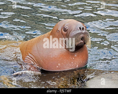 Walross (Odobenus Rosmarus), Walross Kalb Stockfoto