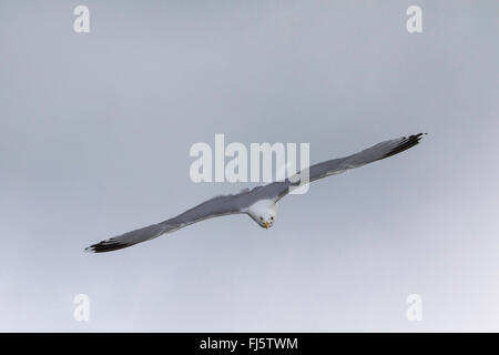 Silbermöwe (Larus Argentatus), angreifen, Norwegen Troms Stockfoto