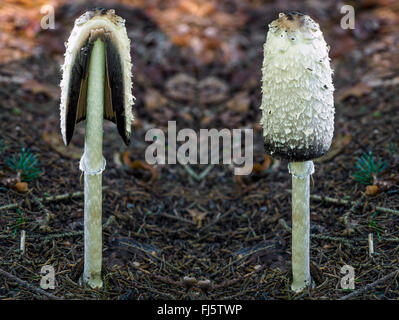 Shaggy Tinte Kappe des Rechtsanwalts Perücke, Shaggy Mähne (Coprinus Comatus, Coprinus Ovatus), zwei Fruchtkörper, halbiert, Oberbayern, Oberbayern, Bayern, Deutschland Stockfoto