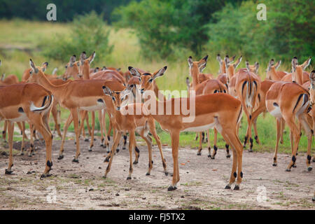 Impala (Aepyceros Melampus), Herde von Impalas, Simbabwe, Mana Pools Nationalpark Stockfoto