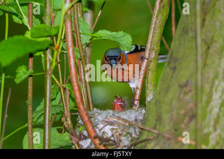 Buchfinken (Fringilla Coelebs), Männchen füttert Küken, Deutschland, Mecklenburg-Vorpommern Stockfoto