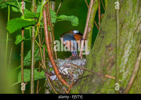 Buchfinken (Fringilla Coelebs), Männchen füttert Küken, Deutschland, Mecklenburg-Vorpommern Stockfoto