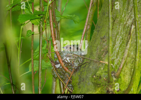 Buchfinken (Fringilla Coelebs), weibliche im Nest, Deutschland, Mecklenburg-Vorpommern Stockfoto